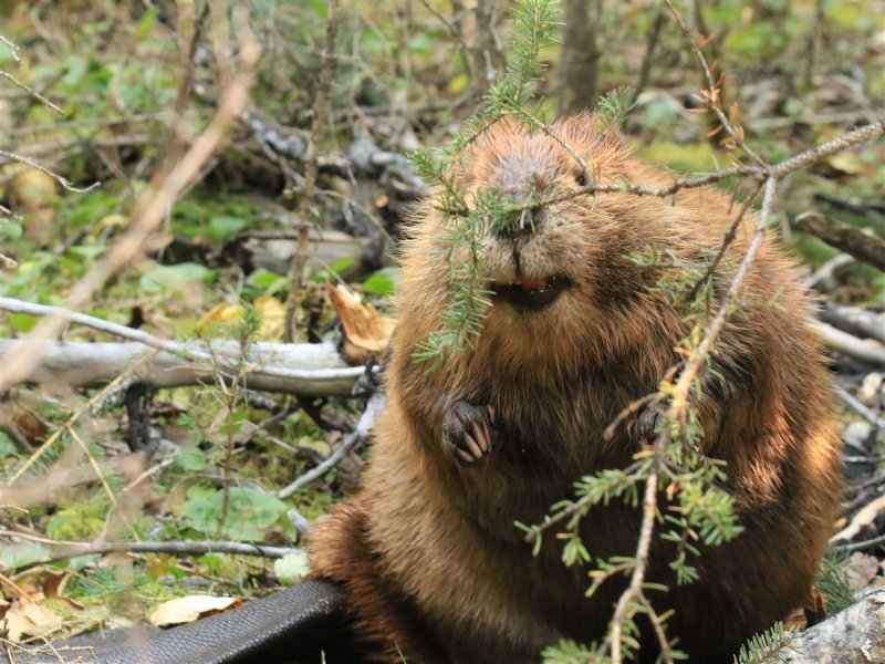 De bever zorgt steeds voor schade aan de spoordijken in Nederland. 