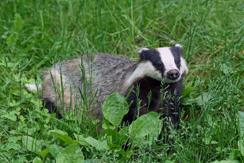 Een das in het wild die zich helaas ook langs spoorwegen nestelt. (Foto: Kallerna)