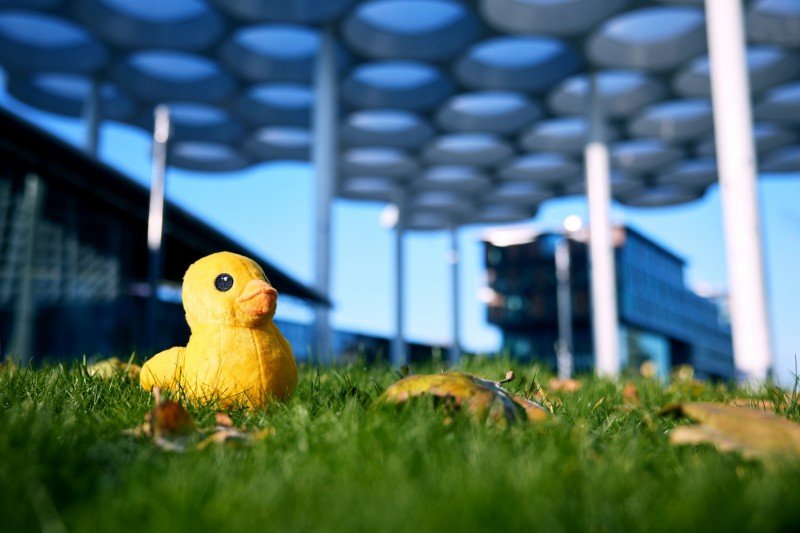 Bubbel de Badeend wacht onder het Utrechtse Bollendak. (Foto: NS)