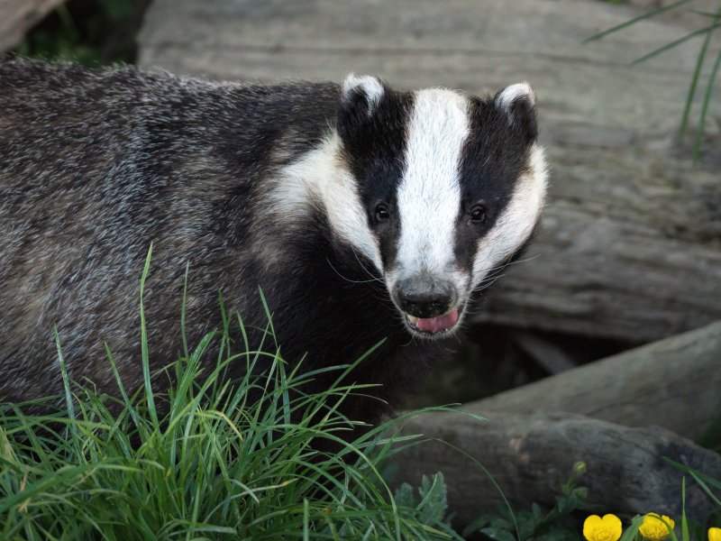 Een das in het wild. Dit is niet de das uit deze omgeving. (Foto: Helen Haden)