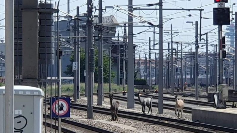 De lama's op het spoor bij Wenen. (Foto: ÖBB)
