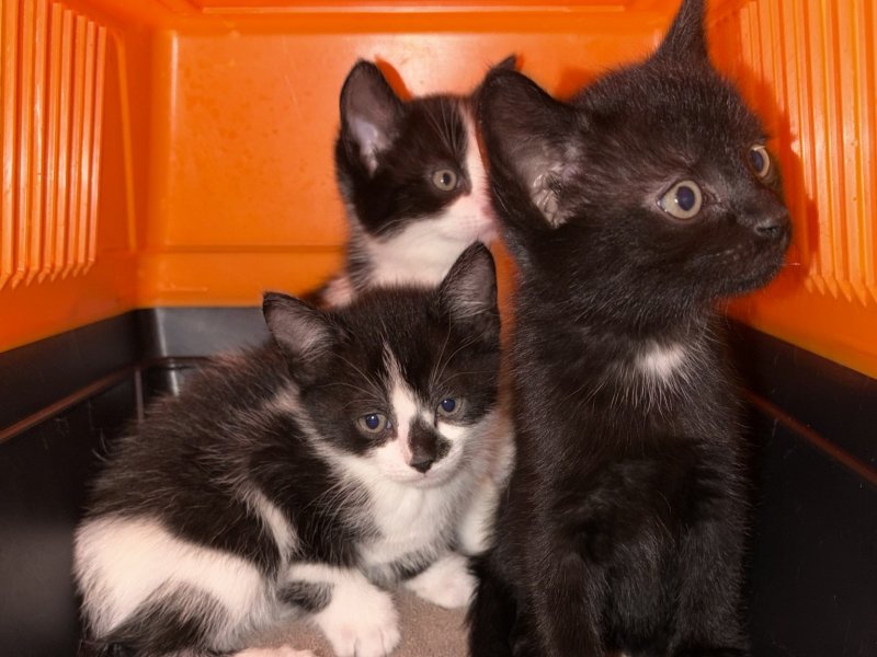  (Foto: Dierenambulance Brabant Noord-Oost)