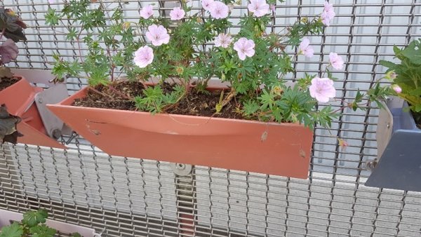 Oude vuilnisbakjes die als plantenbak dienen (Foto: )